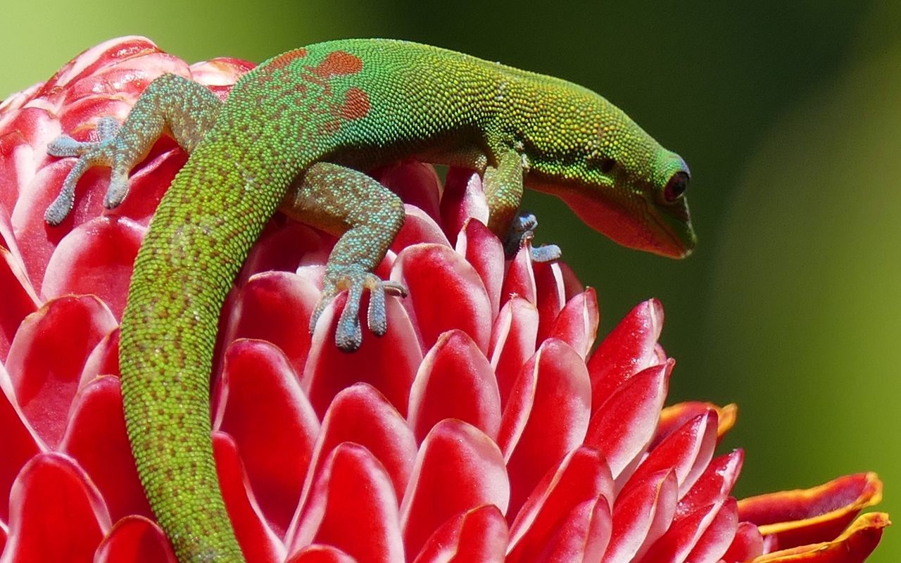 one animal, animal themes, close-up, red, focus on foreground, animals in the wild, wildlife, green color, nature, plant, beauty in nature, day, growth, outdoors, no people, selective focus, side view, natural pattern, insect, green