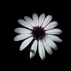 Close-up of flower over black background