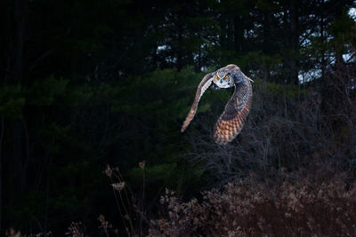 View of owl flying