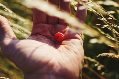 Close-up of hand holding red berries