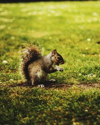 Squirrel eating grass