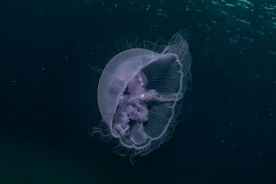 Close-up of jellyfish swimming in sea