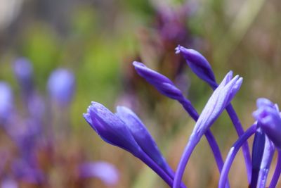 Close-up of purple flowering plant