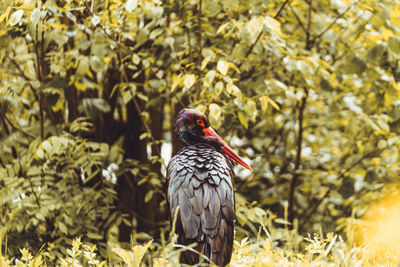 Close-up of a bird