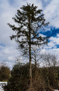 Low angle view of tree on field against sky