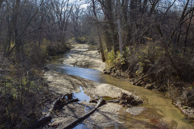 Stream amidst trees in forest