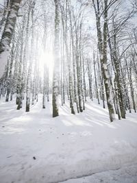 Trees on snow covered landscape