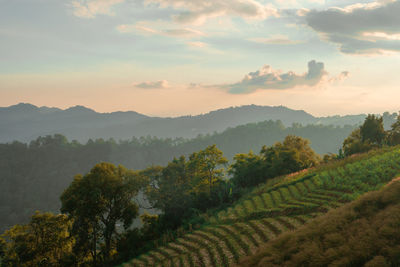 Mountain view with sunrise and tea field background