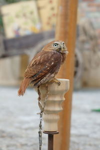 Close-up of bird perching on wooden post