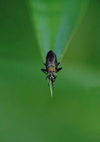 Close-up of fly on leaf