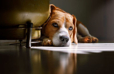 Portrait of dog relaxing on floor