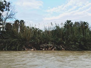 Trees on landscape against cloudy sky