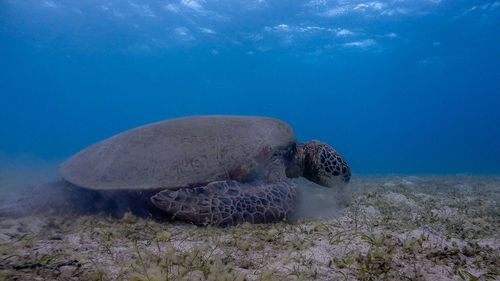 View of turtle swimming in sea