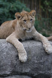 Portrait of a lion resting on rock