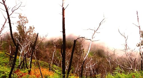 Scenic view of trees growing on field against sky