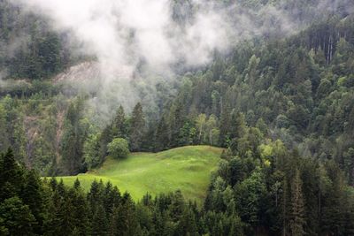 Scenic view of forest