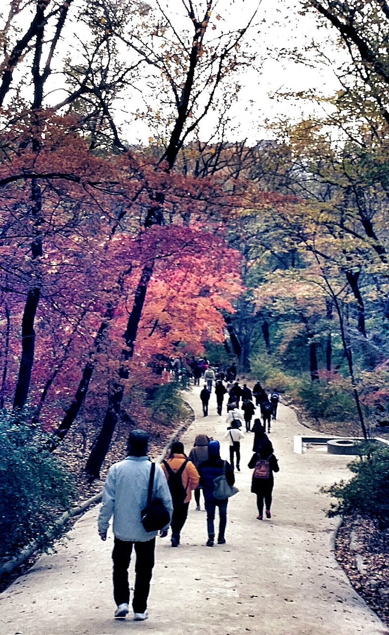 men, lifestyles, walking, tree, person, leisure activity, rear view, full length, togetherness, large group of people, the way forward, nature, casual clothing, day, footpath, standing, tourist, mixed age range