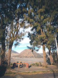 Trees on field against sky