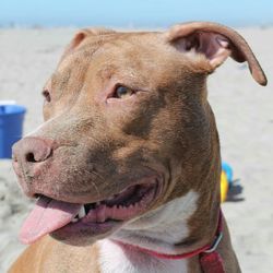 Close-up of american pit bull terrier sticking out tongue at beach