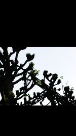 Low angle view of silhouette tree against sky