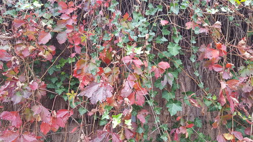 Close-up of autumn leaves