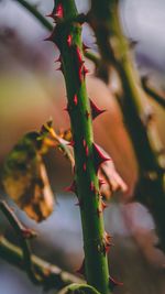 Close-up of cactus plant