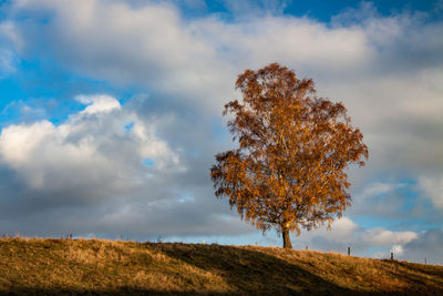 Tree on field against sky during autumn