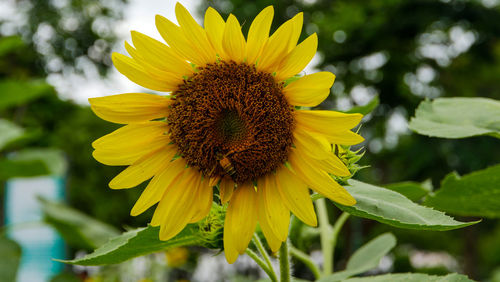 Close-up of sunflower