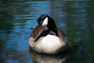 Close-up of canada goose swimming in lake