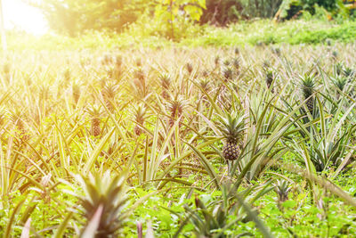 Close-up of fresh plants in field