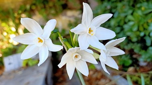 Close-up of white flowering plant