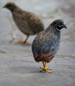 Close-up of bird perching outdoors