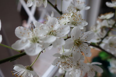 Close-up of white cherry blossoms