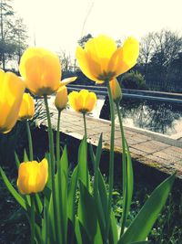 Close-up of yellow tulips blooming on field