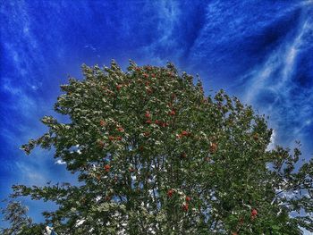 Low angle view of tree against sky