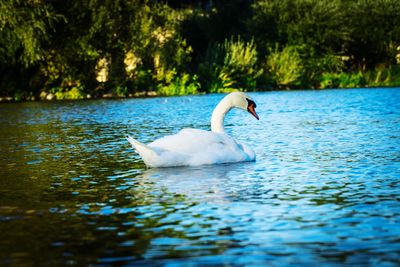 Swan floating on lake