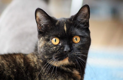 Close-up portrait of a cat