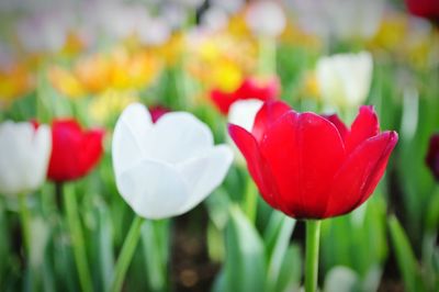 Close-up of red tulip flowers on field