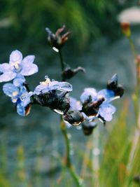 Close-up of honey bee on flowers