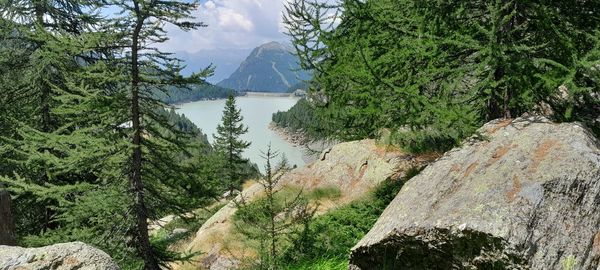 Panoramic view of trees in forest