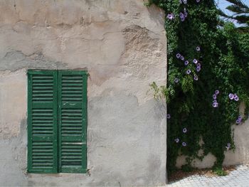 Potted plant against building