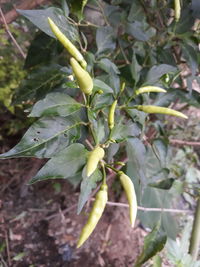 Close-up of fresh green leaves