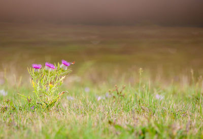 Close-up of pink flowering plant on field