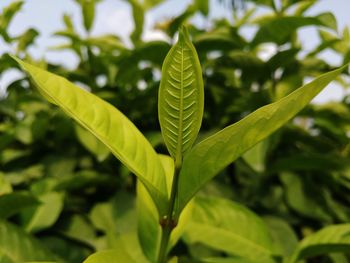 Close-up of leaves