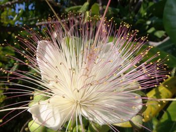 Close-up of flowers