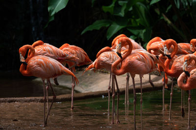 Flock of birds in lake