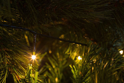 Close-up of illuminated christmas tree