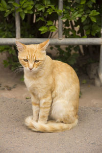 Cat sitting on the ground