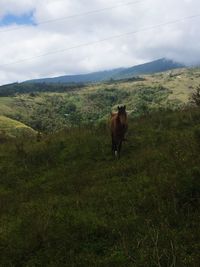 Horses in a field