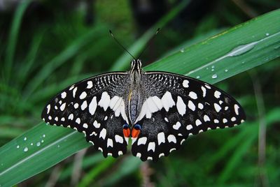 Close-up of butterfly perching on leaf